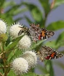 Buttonbush Live Plant – Cephalanthus occidentalis Shrub – 12-24in Tall – Bare Root or Potted - Image 1