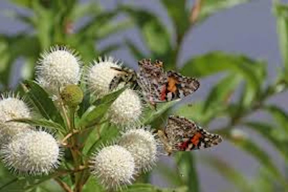 Buttonbush Live Plant – Cephalanthus occidentalis Shrub – 12-24in Tall – Bare Root or Potted - Image 1