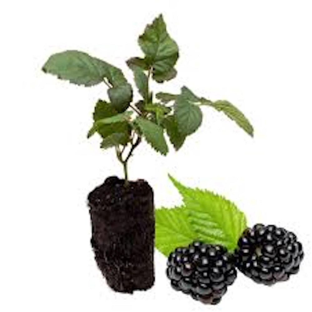 Caddo Blackberry Live Plant Starter Plug - Thornless, Erect, USDA Zones 5-9 - Image 2