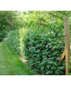 Caddo Blackberry Live Plant Starter Plug - Thornless, Erect, USDA Zones 5-9 - Image 3
