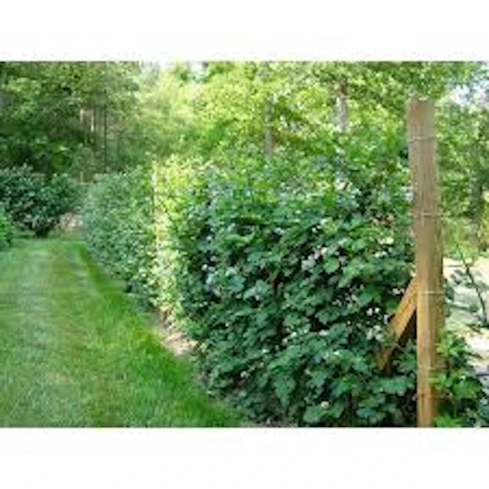 Caddo Blackberry Live Plant Starter Plug - Thornless, Erect, USDA Zones 5-9 - Image 3