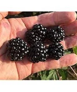 Caddo Blackberry Live Plant Starter Plug - Thornless, Erect, USDA Zones 5-9 - Image 4