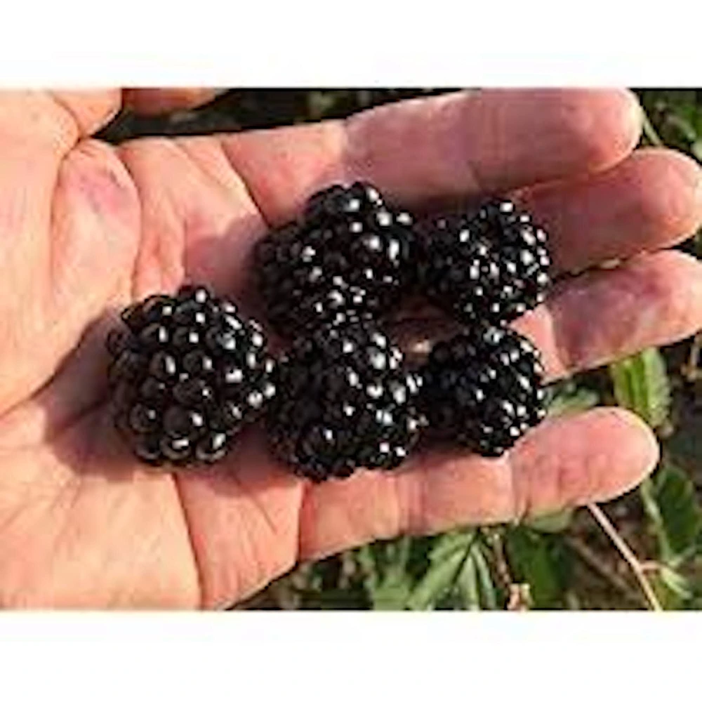 Caddo Blackberry Live Plant Starter Plug - Thornless, Erect, USDA Zones 5-9 - Image 4