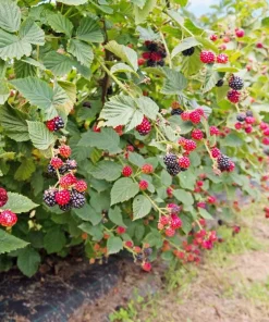 Caddo Blackberry Live Plant Starter Plug - Thornless, Erect, USDA Zones 5-9 - Image 5