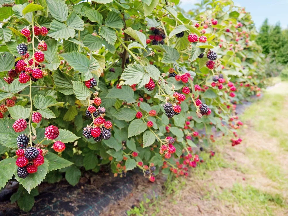 Caddo Blackberry Live Plant Starter Plug - Thornless, Erect, USDA Zones 5-9 - Image 5