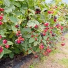 Caddo Blackberry Live Plant Starter Plug - Thornless, Erect, USDA Zones 5-9 - Image 1