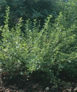 Captivator Gooseberry Live Plant - Fruiting Shrub 3-6 ft Tall, Zones 3-8 - Image 2