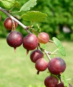 Captivator Gooseberry Live Plant - Fruiting Shrub 3-6 ft Tall, Zones 3-8 - Image 3