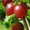 Captivator Gooseberry Live Plant - Fruiting Shrub 3-6 ft Tall, Zones 3-8 - Image 1