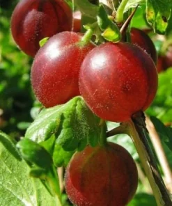 Captivator Gooseberry Live Plant - Fruiting Shrub 3-6 ft Tall, Zones 3-8 - Image 1