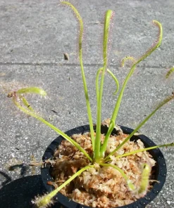 Carnivorous Cape Sundew Live Plant – Drosera Capensis – 3 inch Pot – Indoor & Outdoor - Image 2