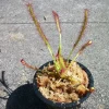 Carnivorous Cape Sundew Live Plant – Drosera Capensis – 3 inch Pot – Indoor & Outdoor - Image 1