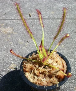 Carnivorous Cape Sundew Live Plant – Drosera Capensis – 3 inch Pot – Indoor & Outdoor - Image 1