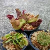 Carnivorous Plant Set: 3 Live Venus Flytrap, Pitcher Plant, Sundew - Image 1
