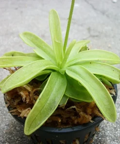 Carnivorous Primrose Butterwort Pinguicula Primuliflora Live Plant 3 inch Pot Indoor/Outdoor - Image 2
