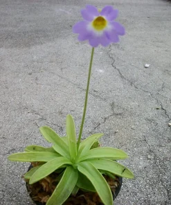 Carnivorous Primrose Butterwort Pinguicula Primuliflora Live Plant 3 inch Pot Indoor/Outdoor - Image 3
