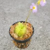 Carnivorous Primrose Butterwort Pinguicula Primuliflora Live Plant 3 inch Pot Indoor/Outdoor - Image 1