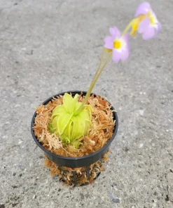 Carnivorous Primrose Butterwort Pinguicula Primuliflora Live Plant 3 inch Pot Indoor/Outdoor - Image 1