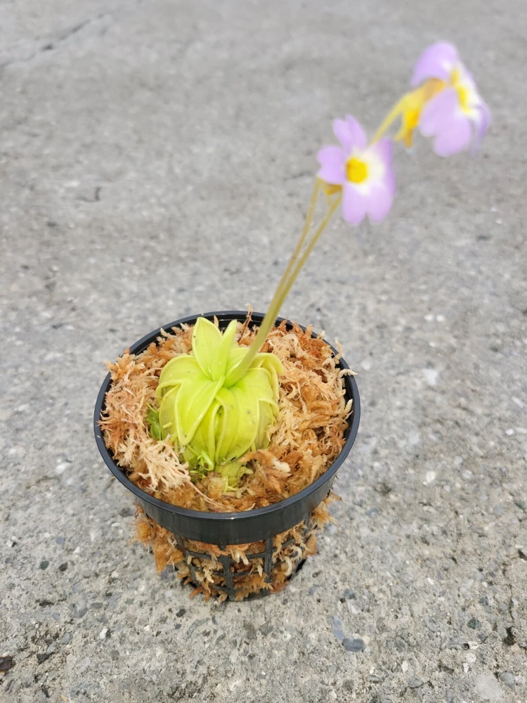 Carnivorous Primrose Butterwort Pinguicula Primuliflora Live Plant 3 inch Pot Indoor/Outdoor - Image 1