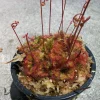 Carnivorous Spoon Leaf Sundew Live Plant - Drosera Spathulata 3 inch Pot Indoor/Outdoor - Image 1