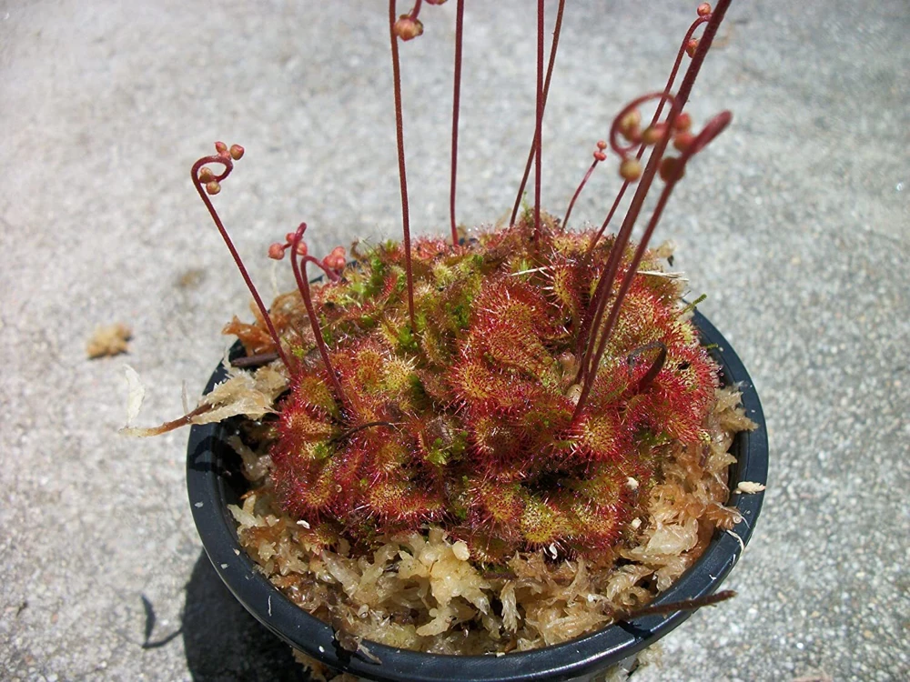 Carnivorous Spoon Leaf Sundew Live Plant - Drosera Spathulata 3 inch Pot Indoor/Outdoor - Image 1