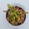 Carnivorous Sundew (Drosera Hercules) Live Plant – 3 inch Pot – Indoor/Outdoor - Image 1
