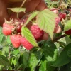 Carolina Red Raspberry Live Plant - Everbearing, Rooted Starter, Zones 4-9 - Image 1