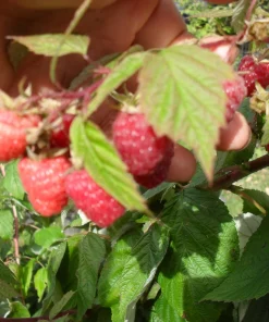 Carolina Red Raspberry Live Plant - Everbearing, Rooted Starter, Zones 4-9 - Image 1