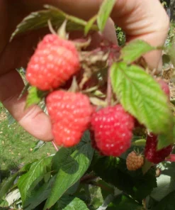 Carolina Red Raspberry Live Plant - Everbearing, Rooted Starter, Zones 4-9 - Image 2