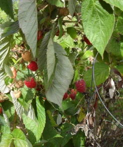 Carolina Red Raspberry Live Plant - Everbearing, Rooted Starter, Zones 4-9 - Image 3