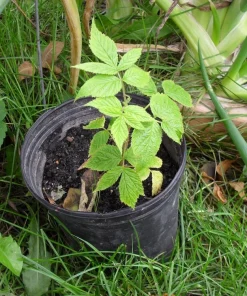 Carolina Red Raspberry Live Plant - Everbearing, Rooted Starter, Zones 4-9 - Image 4