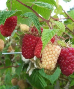 Cascade Delight Red Raspberry Starter Plug - Bare Root Live Plant - Zones 4-9 - Image 2