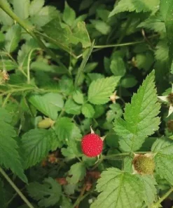 Cascade Delight Red Raspberry Starter Plug - Bare Root Live Plant - Zones 4-9 - Image 4