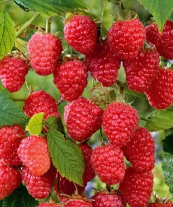 Cascade Delight Red Raspberry Starter Plug - Bare Root Live Plant - Zones 4-9 - Image 5