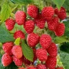 Cascade Delight Red Raspberry Starter Plug - Bare Root Live Plant - Zones 4-9 - Image 1