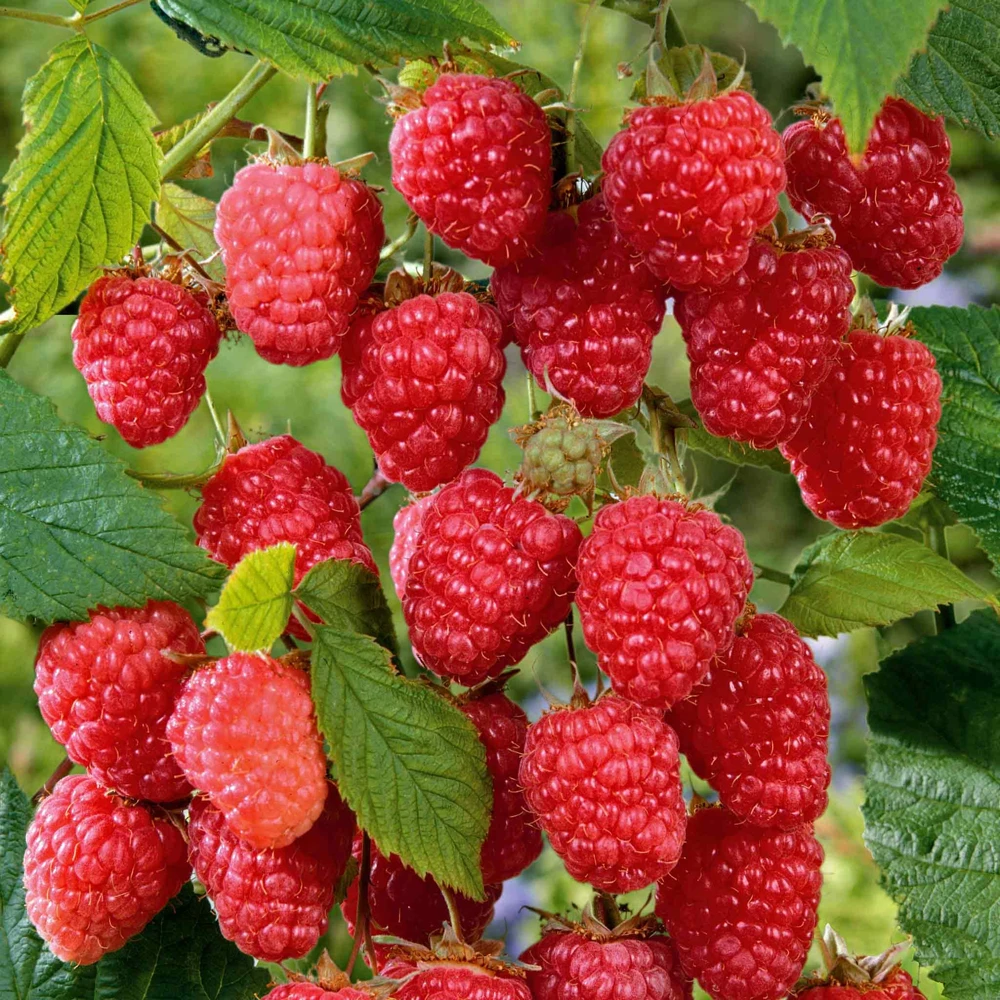 Cascade Delight Red Raspberry Starter Plug - Bare Root Live Plant - Zones 4-9 - Image 1
