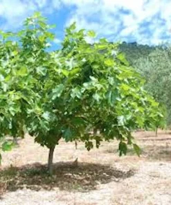 Celeste Fig Tree Starter Plant - Cold-Hardy Honey Sugar Fig Live Plant - Image 5