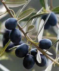 Chemlali Olive Tree Live Plant Starter Plug - Olea europaea 'Chemlali' - Resilient & Productive - Image 2