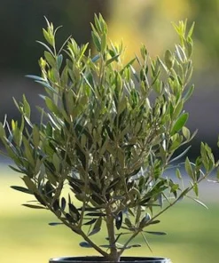 Chemlali Olive Tree Live Plant Starter Plug - Olea europaea 'Chemlali' - Resilient & Productive - Image 3