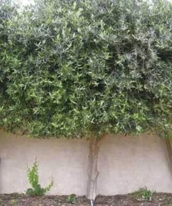 Chemlali Olive Tree Live Plant Starter Plug - Olea europaea 'Chemlali' - Resilient & Productive - Image 8