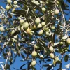 Chemlali Olive Tree Live Plant Starter Plug - Olea europaea 'Chemlali' - Resilient & Productive - Image 1