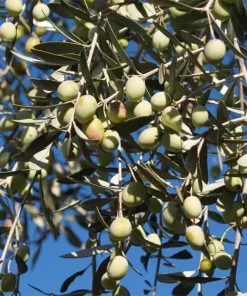 Chemlali Olive Tree Live Plant Starter Plug - Olea europaea 'Chemlali' - Resilient & Productive - Image 1