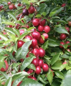 Cherry Myrobalan Plum Tree Live Plant - Self-Pollinating Edible Fruit, Zones 4-8 - Image 2