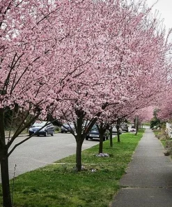 Cherry Myrobalan Plum Tree Live Plant - Self-Pollinating Edible Fruit, Zones 4-8 - Image 3