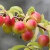 Cherry Myrobalan Plum Tree Live Plant - Self-Pollinating Edible Fruit, Zones 4-8 - Image 1