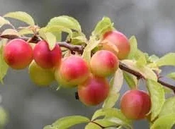 Cherry Myrobalan Plum Tree Live Plant - Self-Pollinating Edible Fruit, Zones 4-8 - Image 1