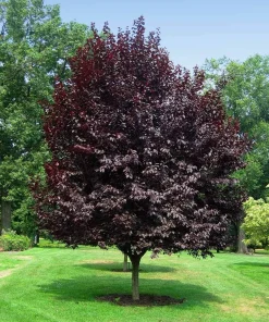 Cherry Myrobalan Plum Tree Live Plant - Self-Pollinating Edible Fruit, Zones 4-8 - Image 4