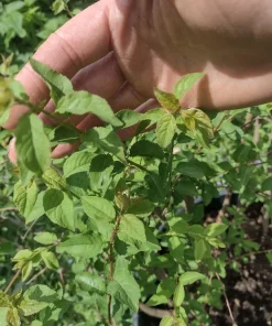 Cherry Myrobalan Plum Tree Live Plant - Self-Pollinating Edible Fruit, Zones 4-8 - Image 5