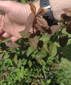 Cherry Myrobalan Plum Tree Live Plant - Self-Pollinating Edible Fruit, Zones 4-8 - Image 6