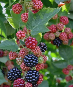 Chester Thornless Blackberry Live Plant - Rubus fruticosus 'Chester' - Sweet Berries - Image 1